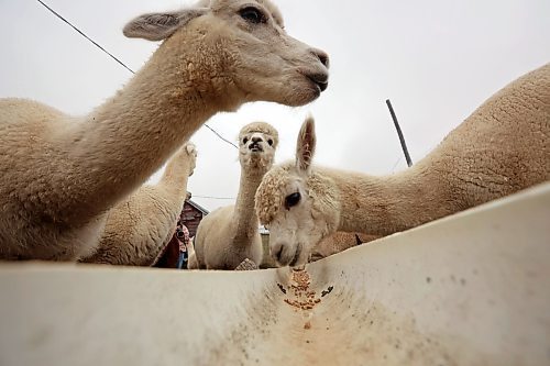 06112024
Alpacas eat feed from a trough at Circle O Alpacas. 
(Tim Smith/the Brandon Sun)