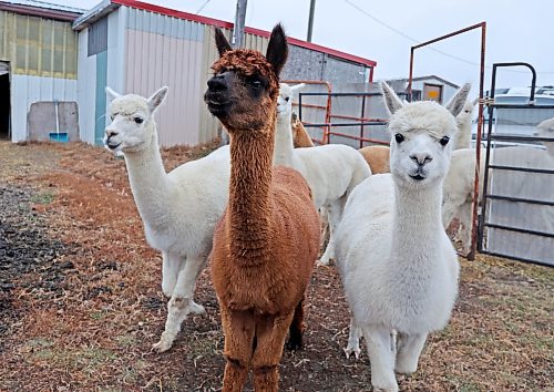 Female alpacas wait to be fed at Circle O Alpacas near Alexander on a cool Wednesday morning. See next week's edition of Westman This Week for a story about Circle O Alpacas. (Micah Ross for The Brandon Sun)