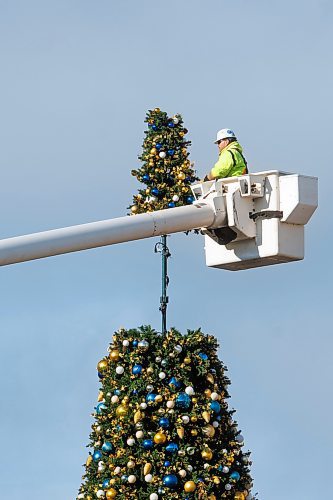 MIKE DEAL / FREE PRESS
Jim Forbestor with MyTEC industry installs the top of the Winnipeg City Hall holiday tree Wednesday afternoon. 
Standup
241106 - Wednesday, November 06, 2024.