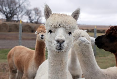 06112024
A curious alpaca checks out the camera while waiting to be fed at Circle O Alpacas near Alexander, Manitoba on a cool Wednesday morning. 
(Micah Ross for the Brandon Sun)