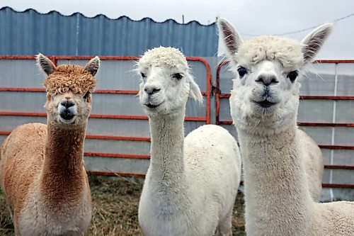 06112024
Curious alpacas check out the camera while eating feed at Circle O Alpacas near Alexander, Manitoba on a cool Wednesday morning. 
(Micah Ross for the Brandon Sun)