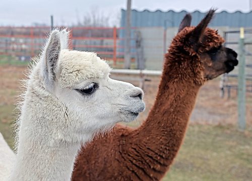 06112024
Female alpacas watch co-owner Laurie Owens get feed ready at Circle O Alpacas near Alexander, Manitoba on a cool Wednesday morning. 
(Micah Ross for the Brandon Sun)