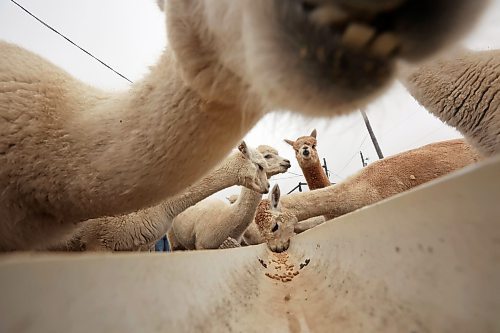 06112024
Alpacas eat feed from a trough at Circle O Alpacas on a cool Wednesday morning. The alpacas are shorn every spring for their wool and then grow new coats to keep them warm throughout the winter. 
(Tim Smith/the Brandon Sun)