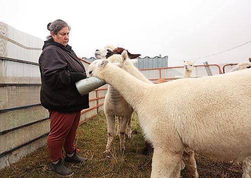 06112024
Circle O Alpacas co-owner Laurie Owens feeds her female alpacas on a cool Wednesday morning. The alpacas are shorn every spring for their wool and then grow new coats to keep them warm throughout the winter. 
(Tim Smith/the Brandon Sun)