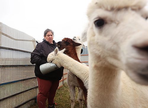 06112024
Circle O Alpacas co-owner Laurie Owens feeds her female alpacas on a cool Wednesday morning. The alpacas are shorn every spring for their wool and then grow new coats to keep them warm throughout the winter. 
(Tim Smith/the Brandon Sun)