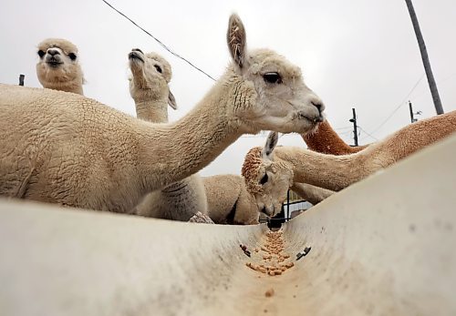 06112024
Alpacas eat feed from a trough at Circle O Alpacas on a cool Wednesday morning. The alpacas are shorn every spring for their wool and then grow new coats to keep them warm throughout the winter. 
(Tim Smith/the Brandon Sun)