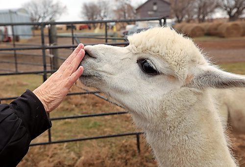 06112024
Circle O Alpacas co-owner Laurie Owens visits with one of her female alpacas on a cool Wednesday morning. The alpacas are shorn every spring for their wool and then grow new coats to keep them warm throughout the winter. 
(Tim Smith/the Brandon Sun)