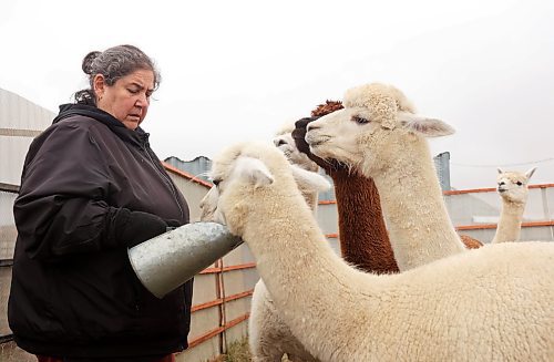 06112024
Circle O Alpacas co-owner Laurie Owens feeds her female alpacas on a cool Wednesday morning. The alpacas are shorn every spring for their wool and then grow new coats to keep them warm throughout the winter. 
(Tim Smith/the Brandon Sun)