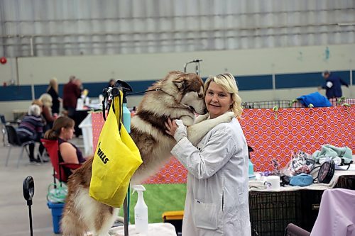 Owners groom their dogs before going to the floor for a showing. An external piece of clothing like an overcoat stops fur from tracking onto their show clothes. (Connor McDowell/Brandon Sun)