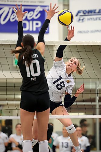 08112024
Cassidy Hauta #18 of the Brandon University Bobcats spikes the ball during the Bobcats home-opener against the University of Saskatchewan Huskies at the BU Healthy Living Centre on Friday evening.  
(Tim Smith/The Brandon Sun)