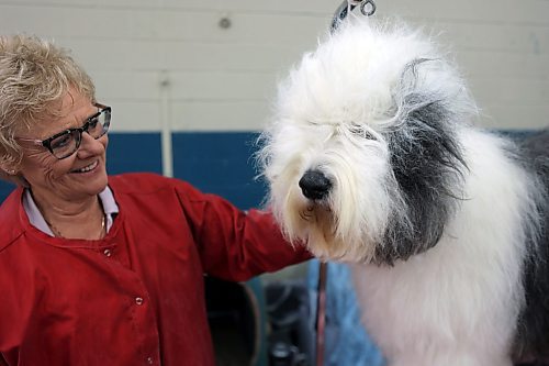 It's grooming time at the sidelines for this old English Sheepdog at Keystone Centre on Friday. (Connor McDowell/Brandon Sun)