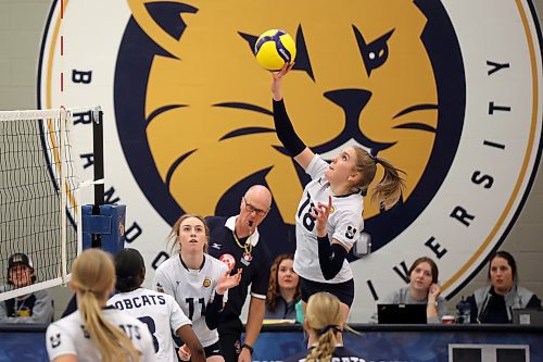 08112024
Cassidy Hauta #18 of the Brandon University Bobcats puts the ball over the net during the Bobcats home-opener against the University of Saskatchewan Huskies at the BU Healthy Living Centre on Friday evening.  
(Tim Smith/The Brandon Sun)