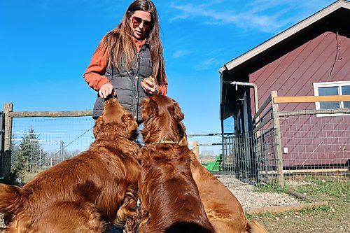 Catherine McGill breeds golden retrievers at her home south of Brandon. (Connor McDowell/Brandon Sun)