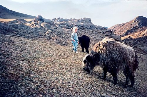 Terry Doerksen / Free Press
The cows of the hangai in Mongolia.