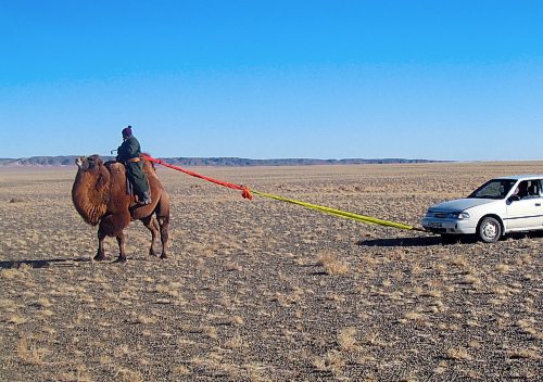 Terry Doerksen / Free Press
Better call the CAA &#x2014; camel-assistance association.