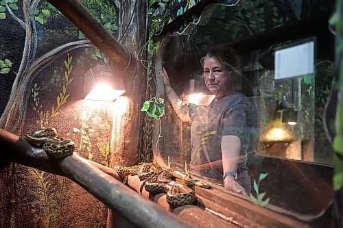 Candi Shelvey, co-owner of Westman Reptile Gardens, looks in on the yellow anacondas on Tuesday. For a story about Westman Reptile Gardens, turn to Page A2. (Tim Smith/The Brandon Sun)