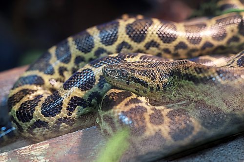 A yellow anaconda is shown in its terrarium. (Photos by Tim Smith/The Brandon Sun)