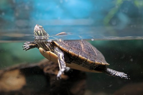 12112024
A southern painted turtle swims in its tank at the Westman Reptile Gardens on Tuesday. (Tim Smith/The Brandon Sun)