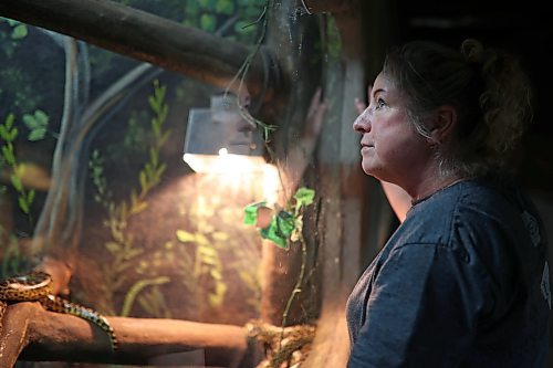 12112024
Candi Shelvey, co-owner of Westman Reptile Gardens, looks in on the yellow anacondas on Tuesday. (Tim Smith/The Brandon Sun)