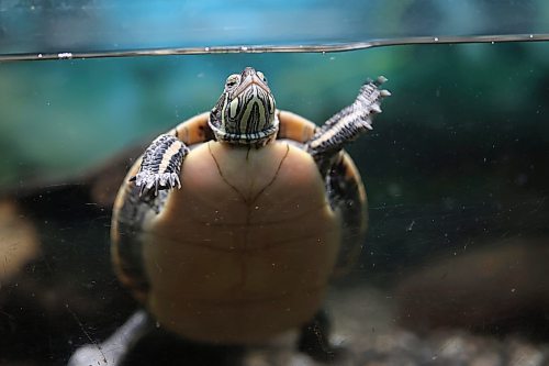 12112024
A southern painted turtle swims in its tank at the Westman Reptile Gardens on Tuesday. (Tim Smith/The Brandon Sun)