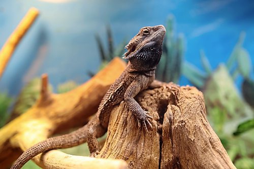 12112024
A bearded dragon perches on a piece of wood in its terrarium at the Westman Reptile Gardens on Tuesday. (Tim Smith/The Brandon Sun)