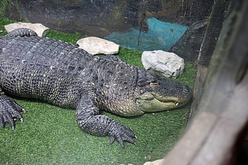 12112024
An American alligator in its enclosure at the Westman Reptile Gardens on Tuesday. (Tim Smith/The Brandon Sun)