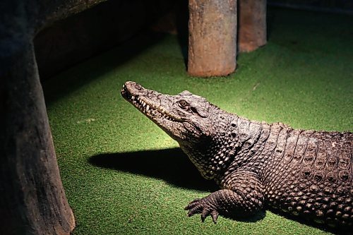 12112024
Nala, a Nile Crocodile, sits under a lamp in her enclosure at the Westman Reptile Gardens on Tuesday. (Tim Smith/The Brandon Sun)