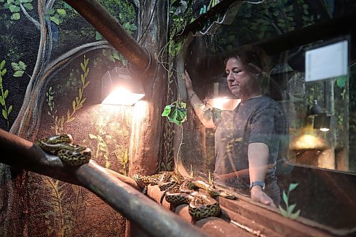 12112024
Candi Shelvey, co-owner of Westman Reptile Gardens, looks in on the yellow anacondas on Tuesday. (Tim Smith/The Brandon Sun)