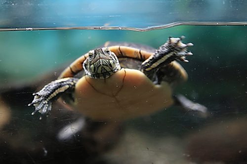 12112024
A southern painted turtle swims in its tank at the Westman Reptile Gardens on Tuesday. (Tim Smith/The Brandon Sun)