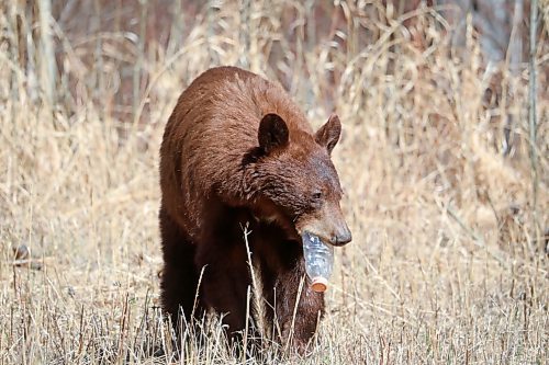 It's important to do what you can to prevent bears from becoming accustomed humans and the dining opportunities they can inadvertently provide, writes Ken Kingdon. However, the critters can be rather wily when their tummies are rumbling. (Tim Smith/The Brandon Sun)