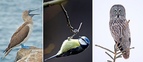 From left: A blue-footed booby, a great tit, and a local hooter: the great grey owl. (Photos by A. Davey photo / Flickr, Focke Strangmann / The Associated Press files, Tim Smith / Brandon Sun files)

