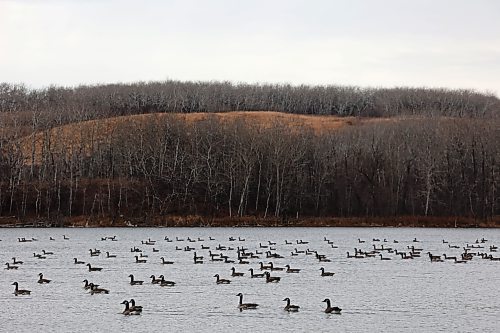 Canada geese congregate on Lake Clementi while migrating south on Thursday. (Tim Smith/The Brandon Sun)