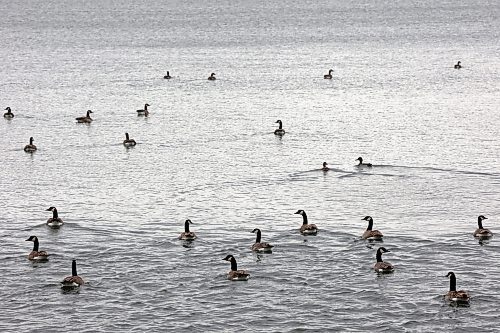 14112024
Canada geese congregate on Lake Clementi while migrating south on Thursday.
(Tim Smith/The Brandon Sun)