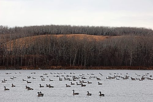 14112024
Canada geese congregate on Lake Clementi while migrating south on Thursday.
(Tim Smith/The Brandon Sun)