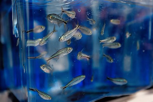 MIKE DEAL / FREE PRESS
Some of the Mexican tetra fish in one of the housing facilities during a tour after the opening ceremonies.
Dr. Devi Atukorallaya, associate professor of oral biology at the Dr. Gerald Niznick College of Dentistry, and Dr. Benjamin Lindsey, assistant professor of human anatomy and cell science at the Max Rady College of Medicine, co-leaders in The Rady Biomedical Fish Facility at the official opening of the $2.5-million facility at the University of Manitoba&#x2019;s Bannatyne campus Monday morning.
241118 - Monday, November 18, 2024.