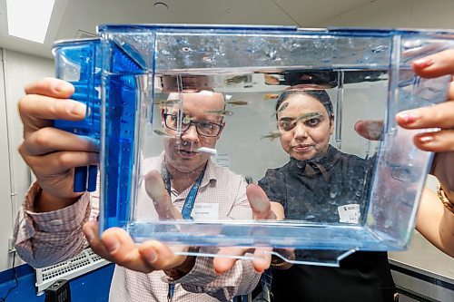 MIKE DEAL / FREE PRESS
Dr. Devi Atukorallaya (right), associate professor of oral biology at the Dr. Gerald Niznick College of Dentistry, and Dr. Benjamin Lindsey (left), assistant professor of human anatomy and cell science at the Max Rady College of Medicine, co-leaders in The Rady Biomedical Fish Facility, hold a tank of zebrafish during a tour at the official opening of the $2.5-million facility at the University of Manitoba&#x2019;s Bannatyne campus Monday morning.
241118 - Monday, November 18, 2024.