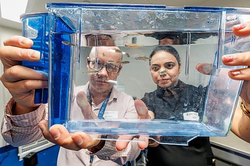 MIKE DEAL / FREE PRESS
Dr. Devi Atukorallaya (right), associate professor of oral biology at the Dr. Gerald Niznick College of Dentistry, and Dr. Benjamin Lindsey (left), assistant professor of human anatomy and cell science at the Max Rady College of Medicine, co-leaders in The Rady Biomedical Fish Facility, hold a tank of zebrafish during a tour at the official opening of the $2.5-million facility at the University of Manitoba&#x2019;s Bannatyne campus Monday morning.
241118 - Monday, November 18, 2024.