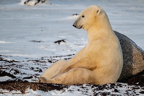 Clive Jackson / For the Free Press
A polar bear chills out near Churchill.