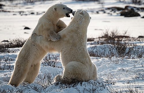 Clive Jackson / For the Free Press
Young-adult polar bears engage in some sparring, which helps hone their skills as they prepare for survival in an often unforgiving habitat. 