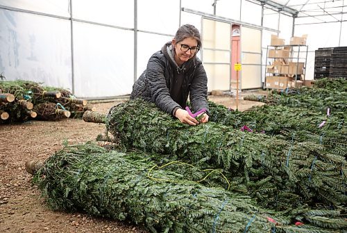 Rebekah Brubacher, manager of the perennial and tree nursery at the Green Spot, organizes the garden centre’s annual Christmas tree delivery on Tuesday. The Green Spot received 152 trees, a mix of Balsam fir and Fraser fir. (Tim Smith/The Brandon Sun)