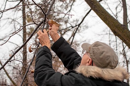 BROOK JONES/FREE PRESS
Poet and writer Bertrand Nayet reaches for poems he wrote on birch bark and hung with flax thread to a branch of a linden tree at &#xce;le Pollock Park in 2019. Nayet was pictured in St. Norbert, Man., Tuesday, Nov. 19, 2024.