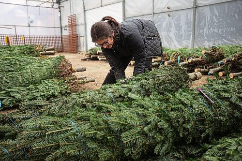 19112024
Rebekah Brubacher, Manager of the perennial and tree nursary at The Green Spot Home &amp; Garden, organizes the garden centre&#x2019;s annual Christmas tree delivery on Tuesday. The Green Spot received 152 trees, a mix of Balsam fir and Fraser fir.
(Tim Smith/The Brandon Sun)