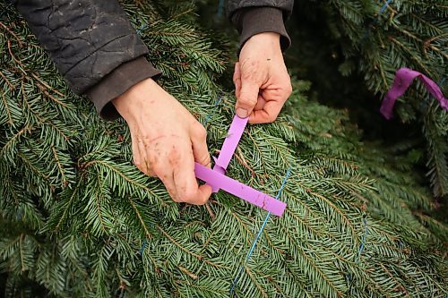 19112024
Rebekah Brubacher, Manager of the perennial and tree nursary at The Green Spot Home &amp; Garden, organizes the garden centre&#x2019;s annual Christmas tree delivery on Tuesday. The Green Spot received 152 trees, a mix of Balsam fir and Fraser fir.
(Tim Smith/The Brandon Sun)