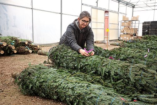 19112024
Rebekah Brubacher, Manager of the perennial and tree nursary at The Green Spot Home &amp; Garden, organizes the garden centre&#x2019;s annual Christmas tree delivery on Tuesday. The Green Spot received 152 trees, a mix of Balsam fir and Fraser fir.
(Tim Smith/The Brandon Sun)