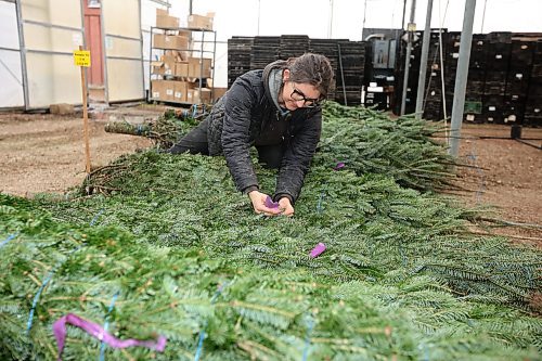 19112024
Rebekah Brubacher, Manager of the perennial and tree nursary at The Green Spot Home &amp; Garden, organizes the garden centre&#x2019;s annual Christmas tree delivery on Tuesday. The Green Spot received 152 trees, a mix of Balsam fir and Fraser fir.
(Tim Smith/The Brandon Sun)