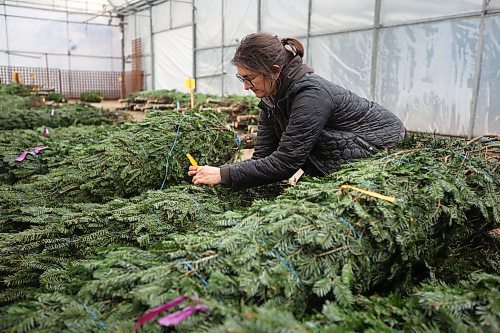 19112024
Rebekah Brubacher, Manager of the perennial and tree nursary at The Green Spot Home &amp; Garden, organizes the garden centre&#x2019;s annual Christmas tree delivery on Tuesday. The Green Spot received 152 trees, a mix of Balsam fir and Fraser fir.
(Tim Smith/The Brandon Sun)