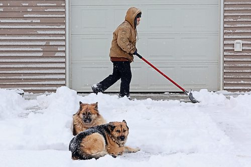 20112024
Mya Jefferies shovels snow from the driveway of her home in Souris as her dogs Heli and Argon look on during flurries on Wednesday afternoon. An overnight winter storm blanketed Westman in snow.  (Tim Smith/The Brandon Sun)