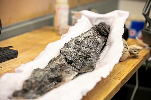 MIKAELA MACKENZIE / FREE PRESS
	
A Tylosaurus (type of Mosasaur) jaw in the U of M paleontology lab on Wednesday, Nov. 20, 2024. Paleontologist and animal ecologist Maximilian Scott is currently conducting research into the Mosasaurus, an enormous aquatic lizard that lived during the late cretaceous period.

For AV story.
Winnipeg Free Press 2024