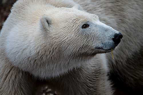 Clive Jackson / For the Free Press
Visitors to Churchill can often encounter dozens of polar bears in the span of several days during their peak season on land.