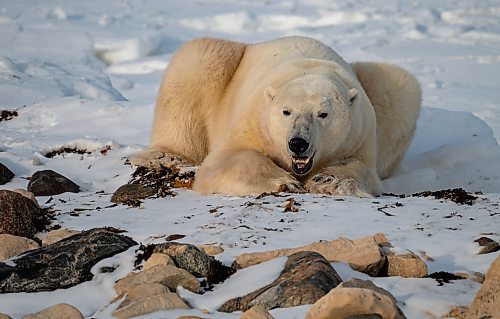 Clive Jackson / For the Free Press
Polar bears are able to fast and they are somewhat skilled at gathering and storing fat for leaner periods of food availability.